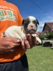 Francuski buldog štenci egzoticnih boja