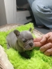 Francuski buldog štenci exotic,plavi,klasik i fluffy
