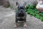 Francuski buldog štenci