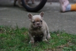 Francuski buldog štenci
