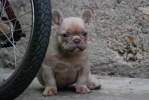 Francuski buldog štenci