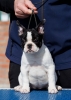 Francuski buldog štenci