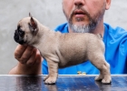 Francuski bulldog, vrhunsko leglo
