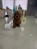 Goldendoodle prelepi štenci