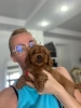 Goldendoodle prelepi štenci