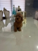 Goldendoodle prelepi štenci