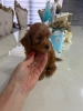 GOLDENDOODLE stenci