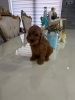 Goldendoodle štenci