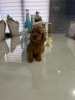 Goldendoodle štenci