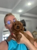 Goldendoodle štenci