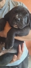 Kane Korso prelepi štenci