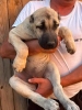 Kangal stenci
