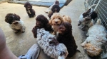 Lagotto Romagnolo štenci
