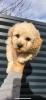 Maltipoo- bipoo