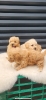 Maltipoo- bipoo