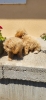 Maltipoo-Bipooo