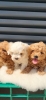 Maltipoo-Cavapoo Cavapo-Kavapu stenci