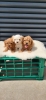 Maltipoo-Cavapoo Cavapo-Kavapu stenci