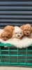 Maltipoo-Cavapoo Cavapo-Kavapu stenci