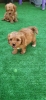 Maltipoo-Cavapoo Cavapo-Kavapu stenci