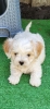 Maltipoo-Cavapoo Cavapo-Kavapu stenci