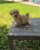 Maltipoo stenci spremni su za preuzimanje