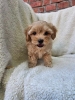 Maltipoo stenci spremni su za preuzimanje.