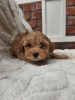 Maltipoo stenci spremni su za preuzimanje.