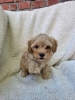 Maltipoo stenci spremni su za preuzimanje.