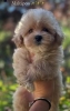 Maltipoo štenci