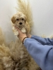 Maltipoo štenci