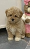 Maltipoo štenci