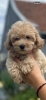 Maltipoo štenci