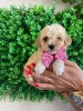 Maltipoo štenci