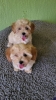 Maltipoo stenci