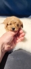 Maltipoo stenci