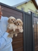 Maltipoo stenci