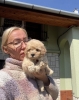 Maltipoo stenci