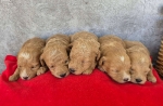 Maltipoo štenci