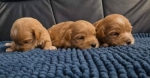 Maltipoo štenci