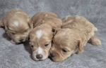 Maltipoo štenci