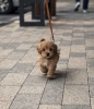Maltipoo vrhunske genetike