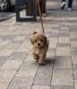 Maltipoo vrhunske genetike