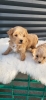 Maltipoo vrhunske genetike
