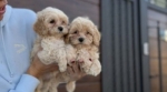 Maltipoo vrhunske genetike