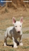 Mini Bull Terijer štenci