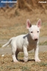 Mini Bull Terijer štenci