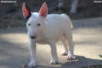 Mini Bull Terijer štenci