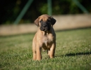Na prodaju stenci Presa Canario