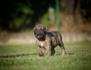 Na prodaju stenci Presa Canario